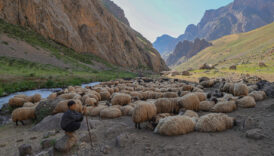 karnelerini alan cocuklar hakkarinin yaylalarinda gocer ailelerine destek oluyor BVvN5ihm
