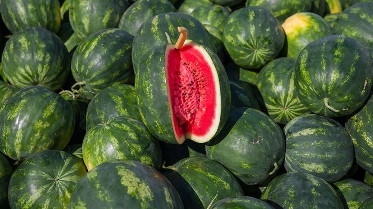 karpuzun tehlikeli yuzu zehirlenmeye sebep oluyor 0 Gd3e2tbB
