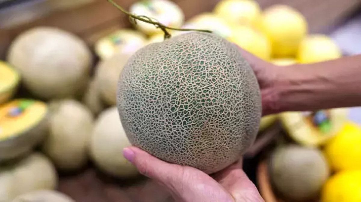 kavun alirken dikkat kabugundaki bu isaret bakteri oldugunu gosteriyormus 1 Rl7Il55I