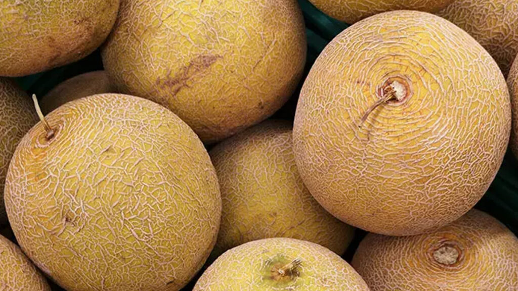 kavun alirken dikkat kabugundaki bu isaret bakteri oldugunu gosteriyormus OI87b5yX