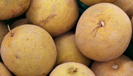 kavun alirken dikkat kabugundaki bu isaret bakteri oldugunu gosteriyormus OI87b5yX