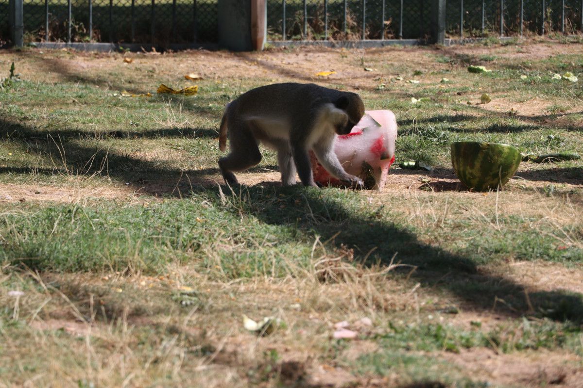 kayseride maymunlara meyve kokteylli serinlik 0 RhyQwmWG