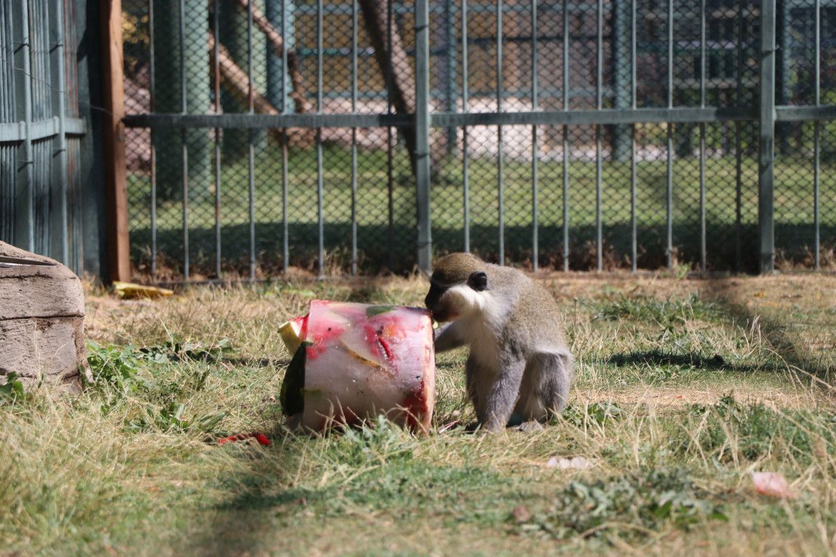 kayseride maymunlara meyve kokteylli serinlik 2 seDbzEXg