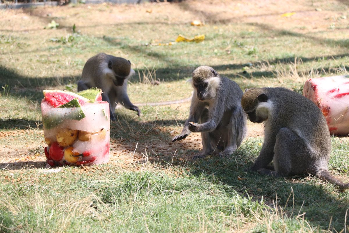 kayseride maymunlara meyve kokteylli serinlik 3 ttP5ytQH