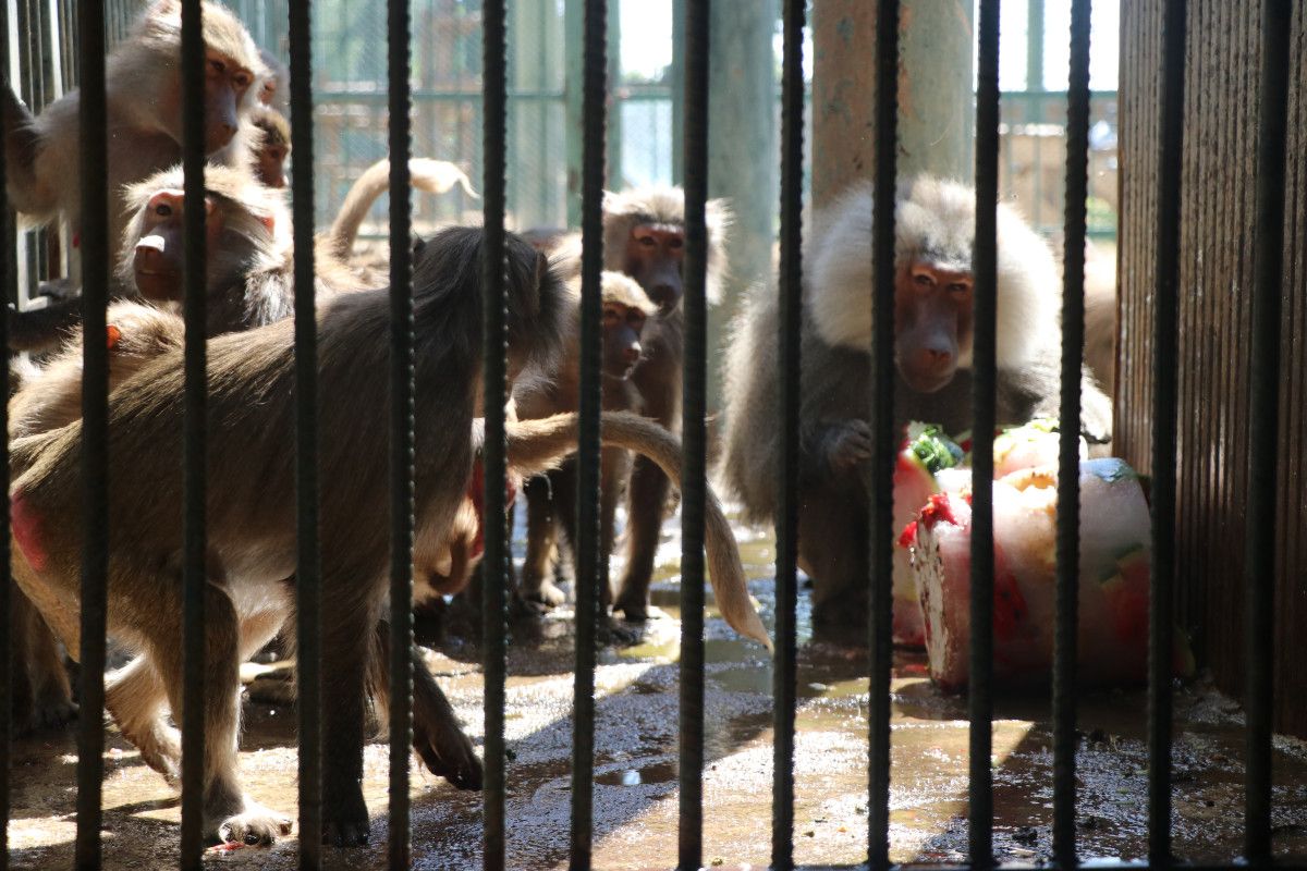 kayseride maymunlara meyve kokteylli serinlik 4