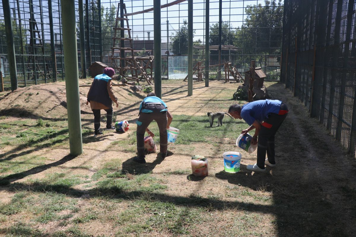 kayseride maymunlara meyve kokteylli serinlik 5 WsDvR73y