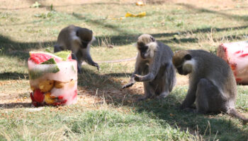 kayseride maymunlara meyve kokteylli serinlik QsDIVlcO