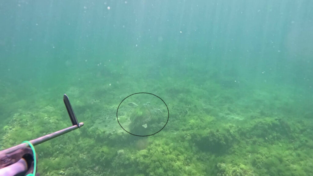 marmara denizinde bir ilk caretta caretta goruntulendi Tr2g4tVy