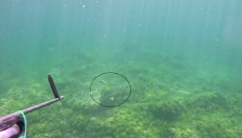 marmara denizinde bir ilk caretta caretta goruntulendi Tr2g4tVy