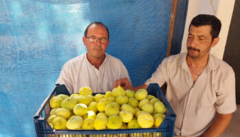 mersinde beyaz incir altin yilini yasiyor YMvB22Bp
