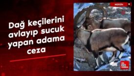 mersinde dag kecilerini avlayip sucuk yapan adama 1 milyon 961 bin tl ceza lpVMxvbZ