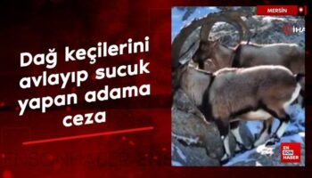 mersinde dag kecilerini avlayip sucuk yapan adama 1 milyon 961 bin tl ceza lpVMxvbZ