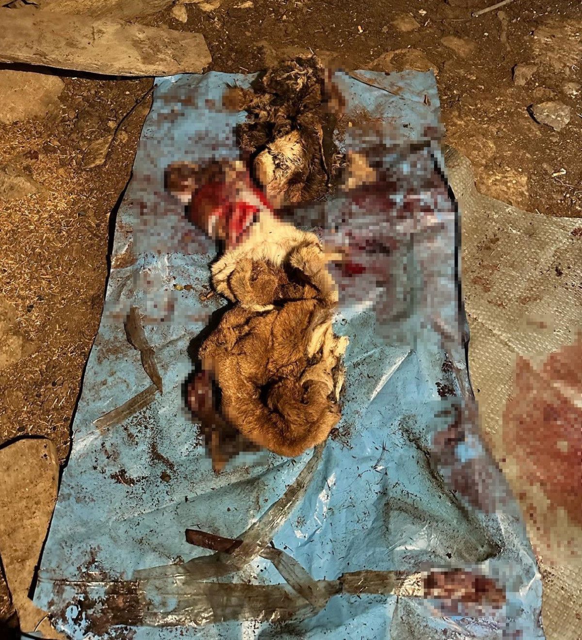 mersinde dag kecilerini avlayip sucuk yapti ceza yagdi 3 c3OpgZHb