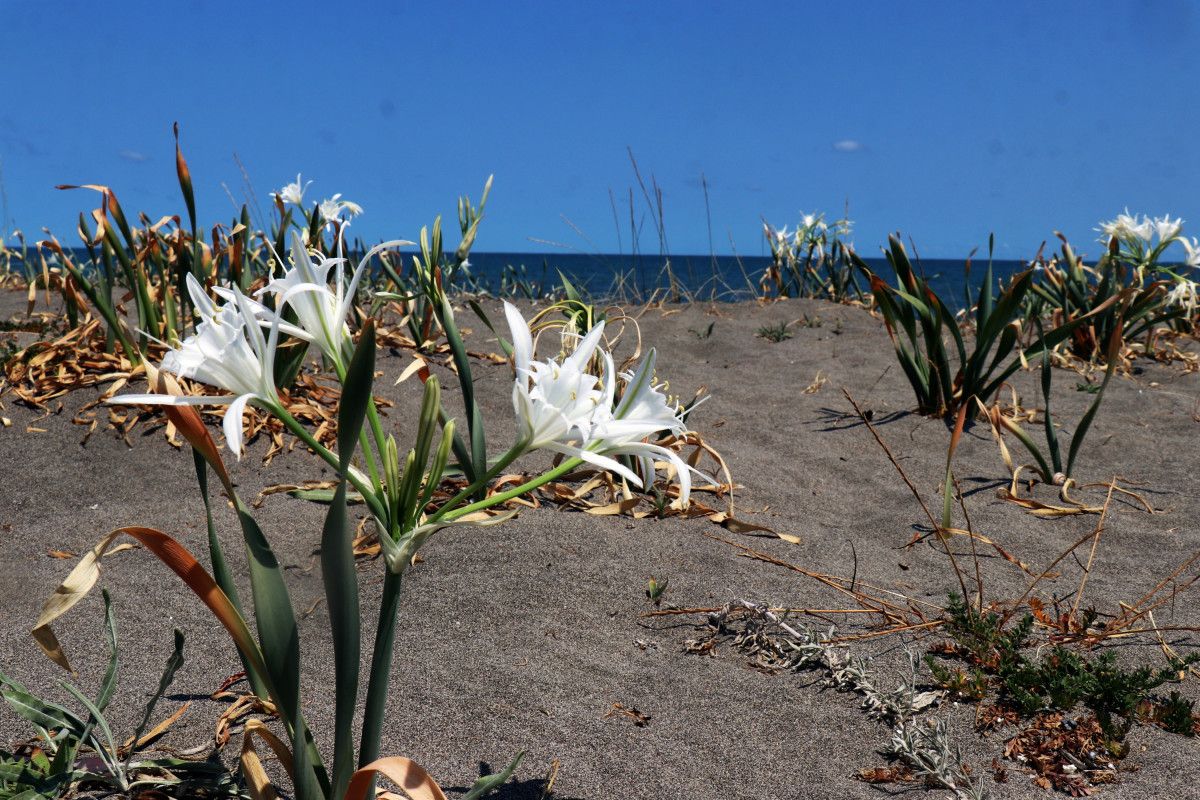 sakaryada bulunan kum zambaklarini koparmak cep yakiyor 0 3NNEt9Dm