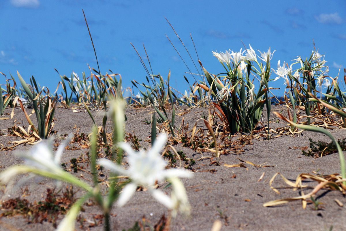 sakaryada bulunan kum zambaklarini koparmak cep yakiyor 1 IaVf2BYO