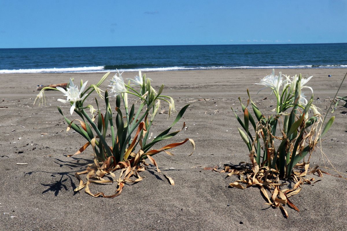 sakaryada bulunan kum zambaklarini koparmak cep yakiyor 2 VKzHKtiN