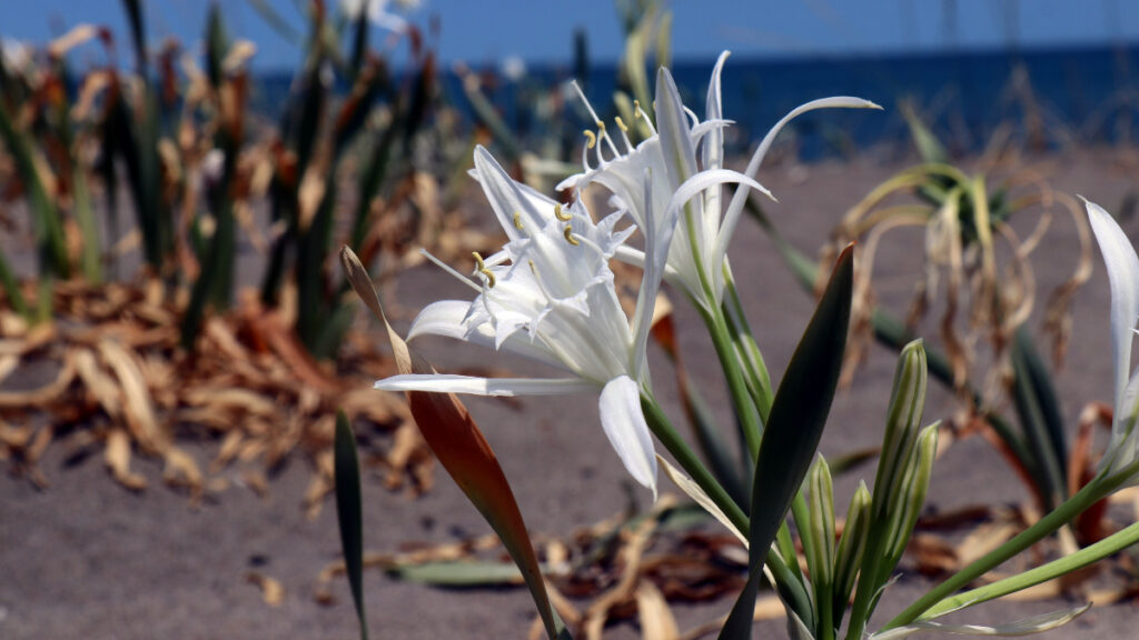 sakaryada bulunan kum zambaklarini koparmak cep yakiyor 236YIKvq