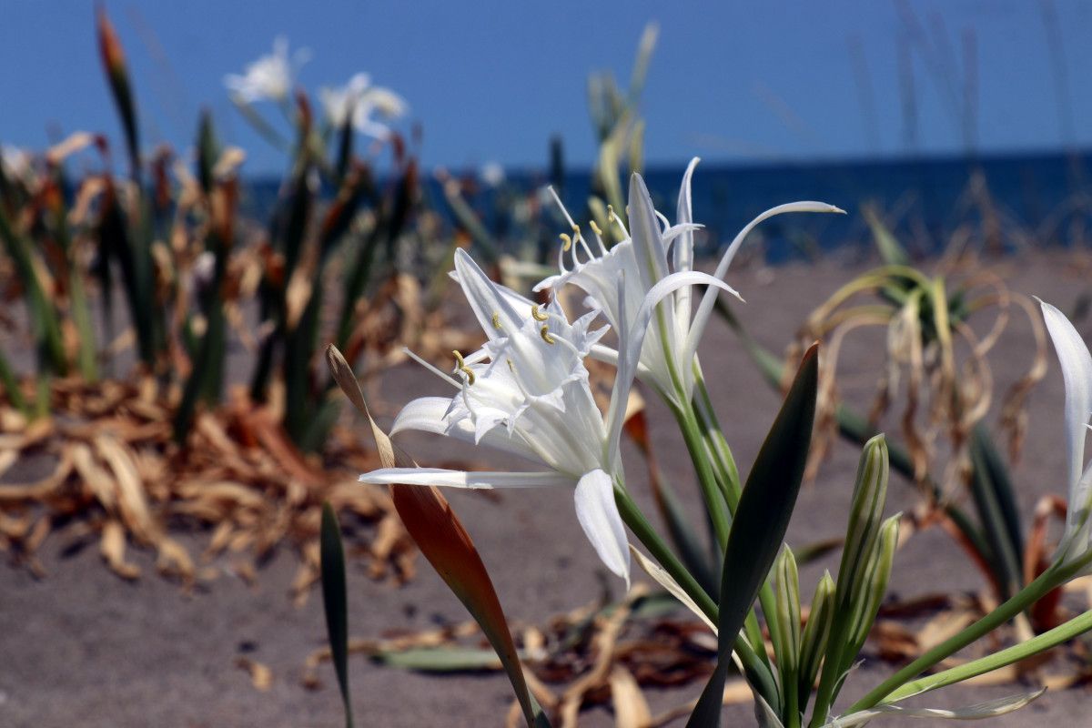sakaryada bulunan kum zambaklarini koparmak cep yakiyor 3 Gg6AkjHA