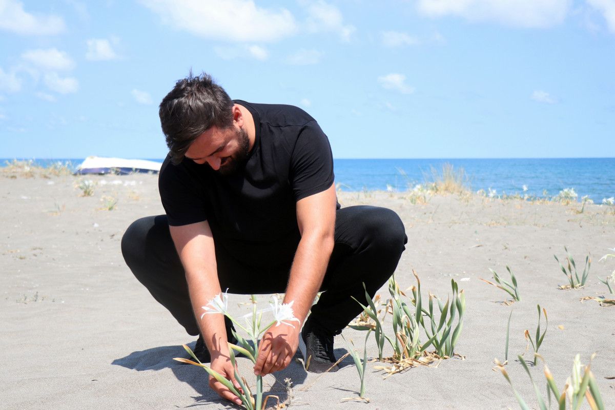 sakaryada bulunan kum zambaklarini koparmak cep yakiyor 4 dPdNYlfn