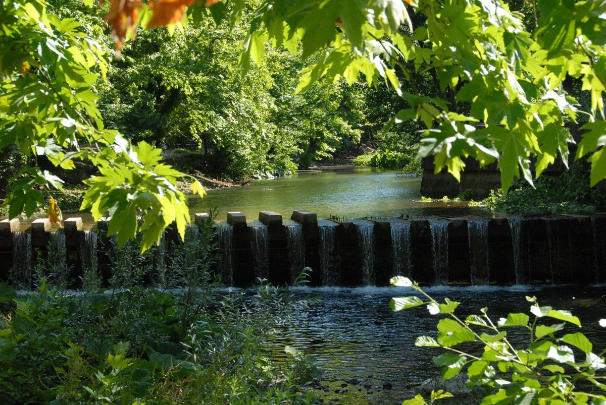 Sakarya'da korkutan manzara: Doğaseverlerin gözdesi kurudu 8 sakaryada korkutan manzara dogaseverlerin gozdesi kurudu 7 EXlEpjCb
