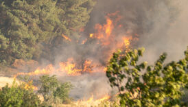 sakaryada orman yangini panigi mudahale suruyor qMOHKQvU