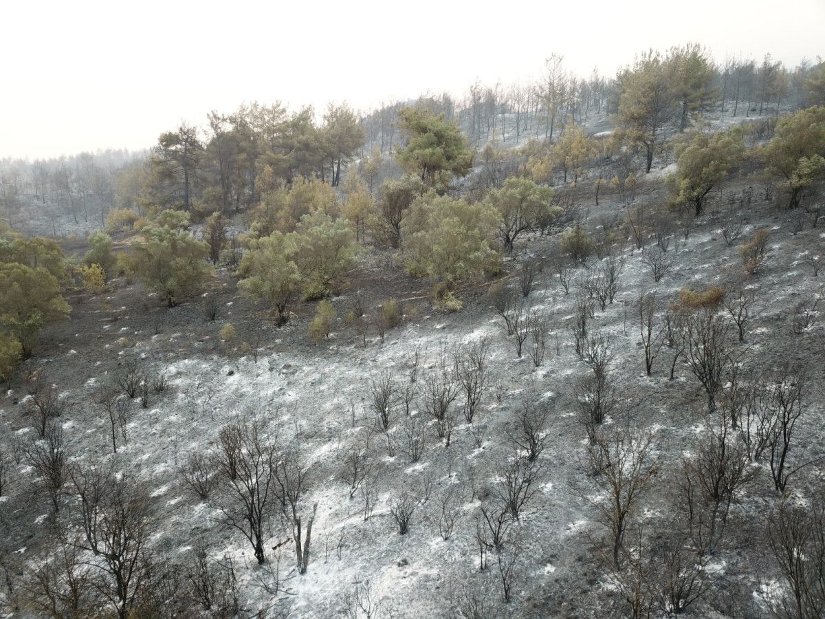 sakaryada yanan ormanlik alanlar goruntulendi 1 WN6Br82T