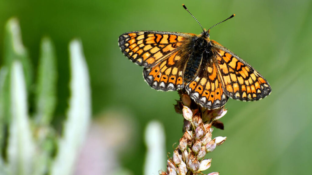 sarikamista kelebek mevsimi Y9LPdHy6