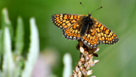 sarikamista kelebek mevsimi Y9LPdHy6