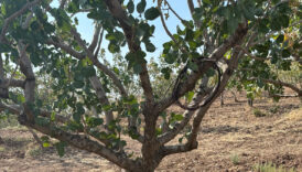 siirtte fistik bahcelerinde asiri sicaklik alarmi AfgCQK5c