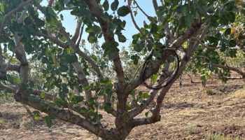 siirtte fistik bahcelerinde asiri sicaklik alarmi AfgCQK5c