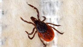 sivasta kene kabusu olenlerin sayisi 12ye yukseldi PPWv4ZTx