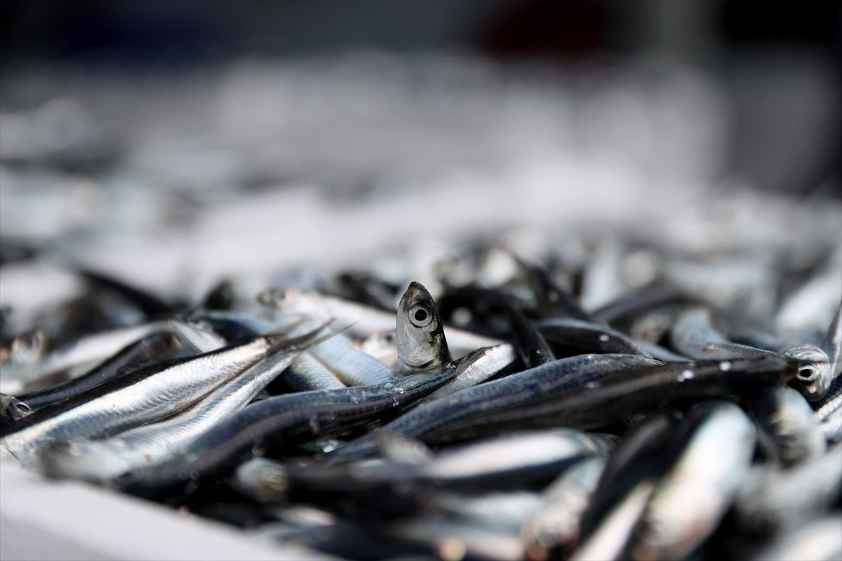 soguktan kactilar kirklarelide igneada aciklarinda hamsi bollugu yasaniyor 6 NaWa2s8H