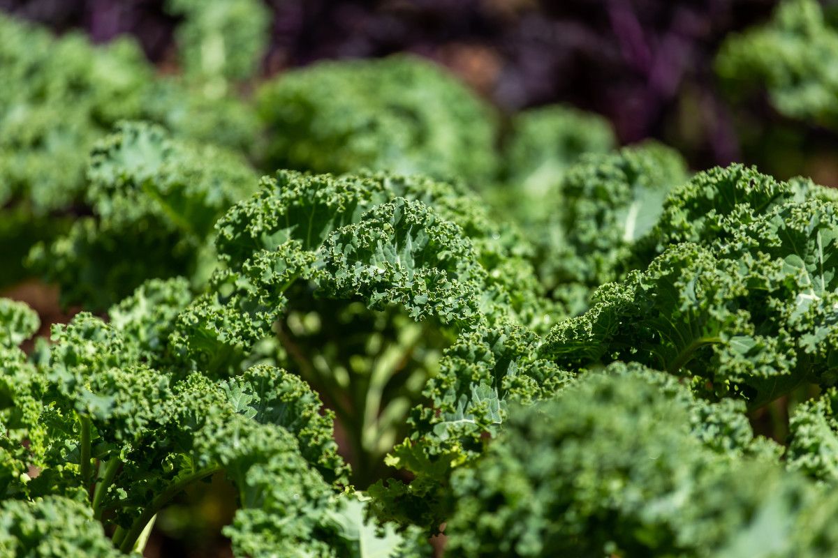 super besin kale bitkisinin sagliga mucizevi faydalari 1 A9aldIUP