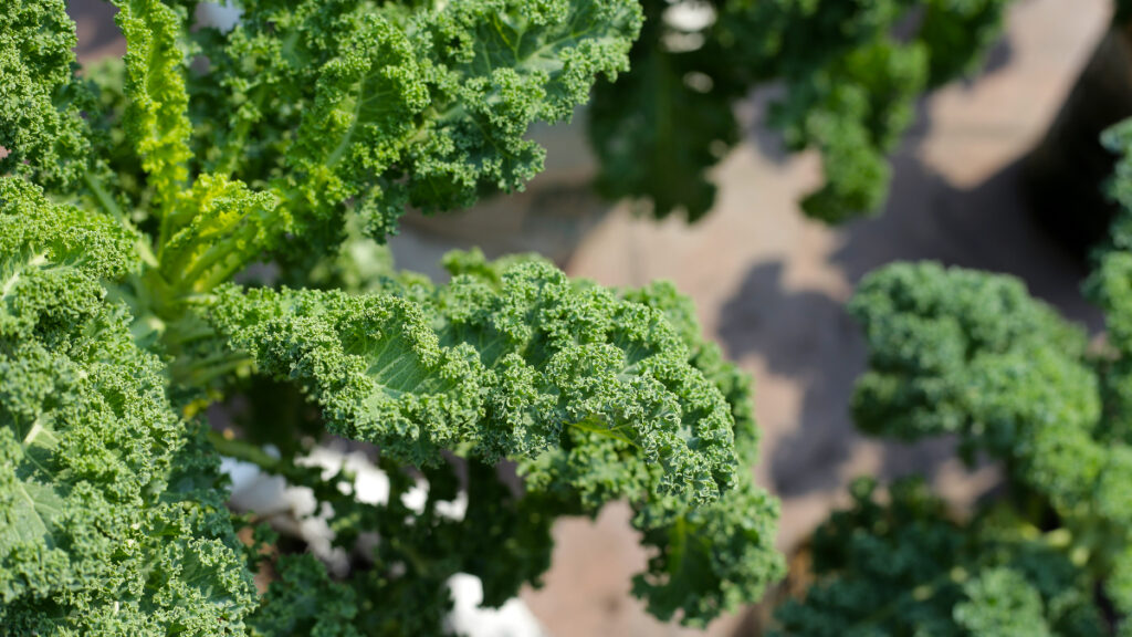 super besin kale bitkisinin sagliga mucizevi faydalari YD4ixEeh