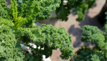 super besin kale bitkisinin sagliga mucizevi faydalari YD4ixEeh