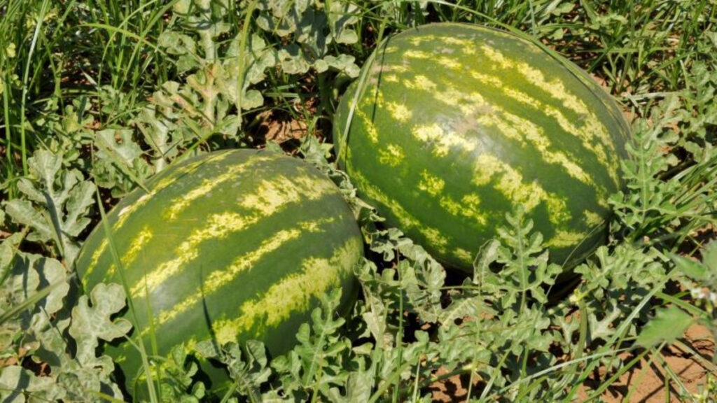 temizlenmeyen kavun ve karpuz gida zehirlenmesine yol acabiliyor YnpVLmTi