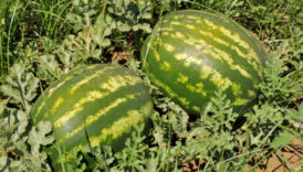 temizlenmeyen kavun ve karpuz gida zehirlenmesine yol acabiliyor YnpVLmTi