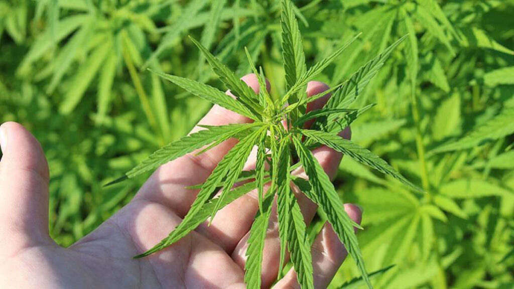 tibbi kenevir nedir tibbi kenevir ne ise yarar 4INPkrtj