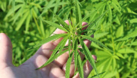 Tıbbi kenevir nedir? Tıbbi kenevir ne işe yarar? 16 tibbi kenevir nedir tibbi kenevir ne ise yarar 4INPkrtj