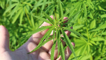 tibbi kenevir nedir tibbi kenevir ne ise yarar 4INPkrtj