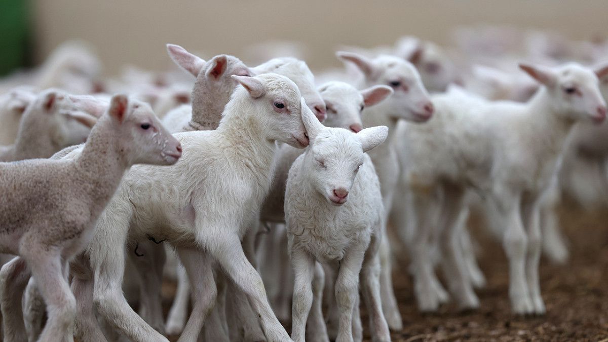 tigem amasyada 2 bin kuzu satacak 0 GjhYGpBL