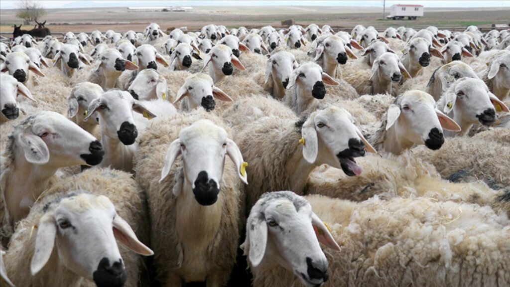 tigem amasyada 2 bin kuzu satacak TPRMtmnY