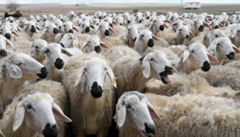 tigem amasyada 2 bin kuzu satacak TPRMtmnY