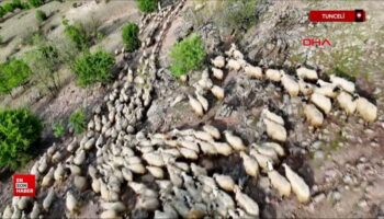 tuncelide yaylaya yildirim dustu 200 kucukbas oldu PQ2g19rE