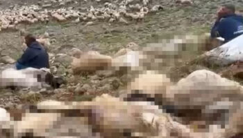 tuncelide yildirim dusmesi 200 koyun telef oldu BQMEjwTU