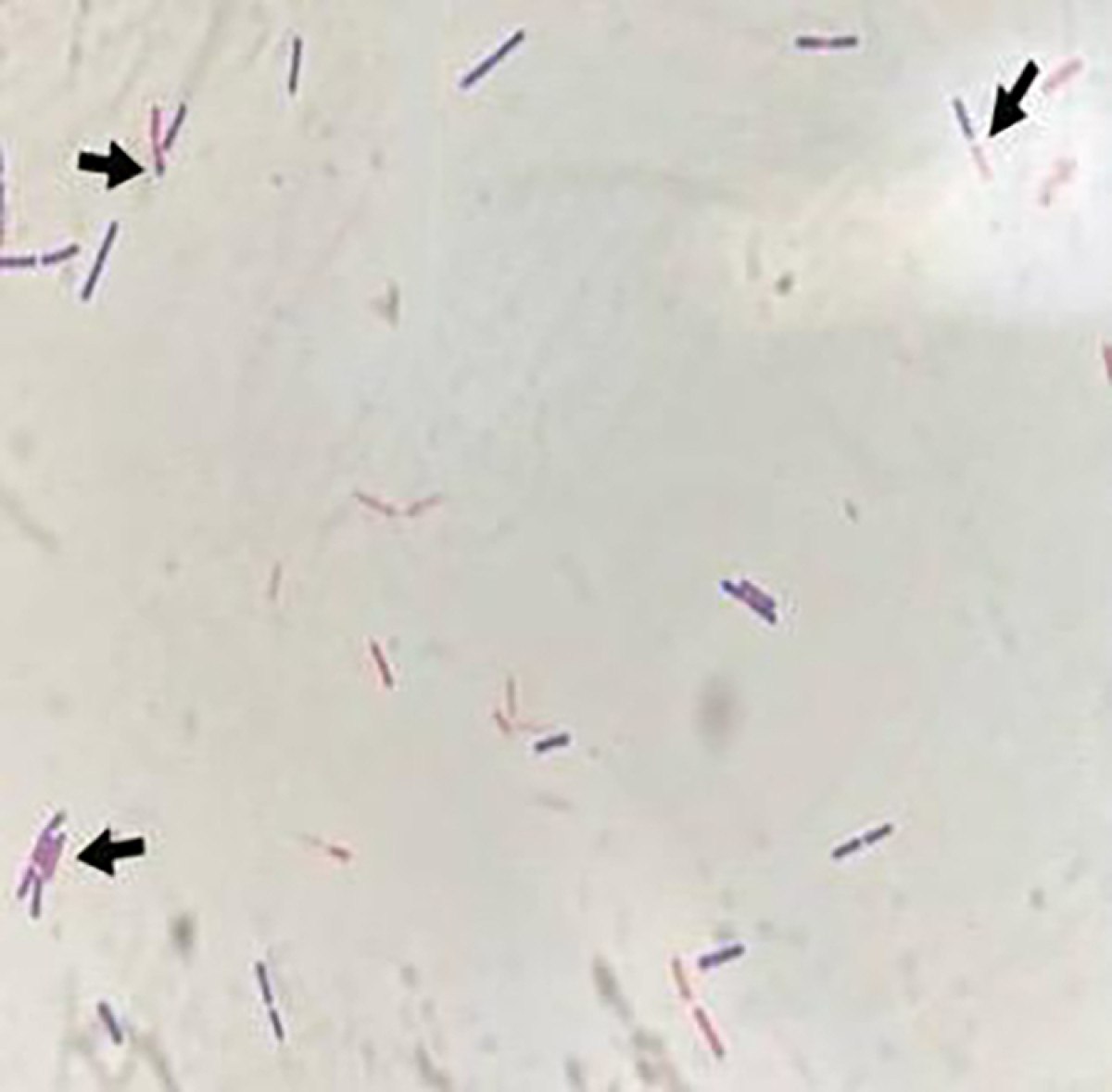 turk bilim insanlari ucak yakitinda yeni bir bakteri kesfetti 0 Xu1ET5MX