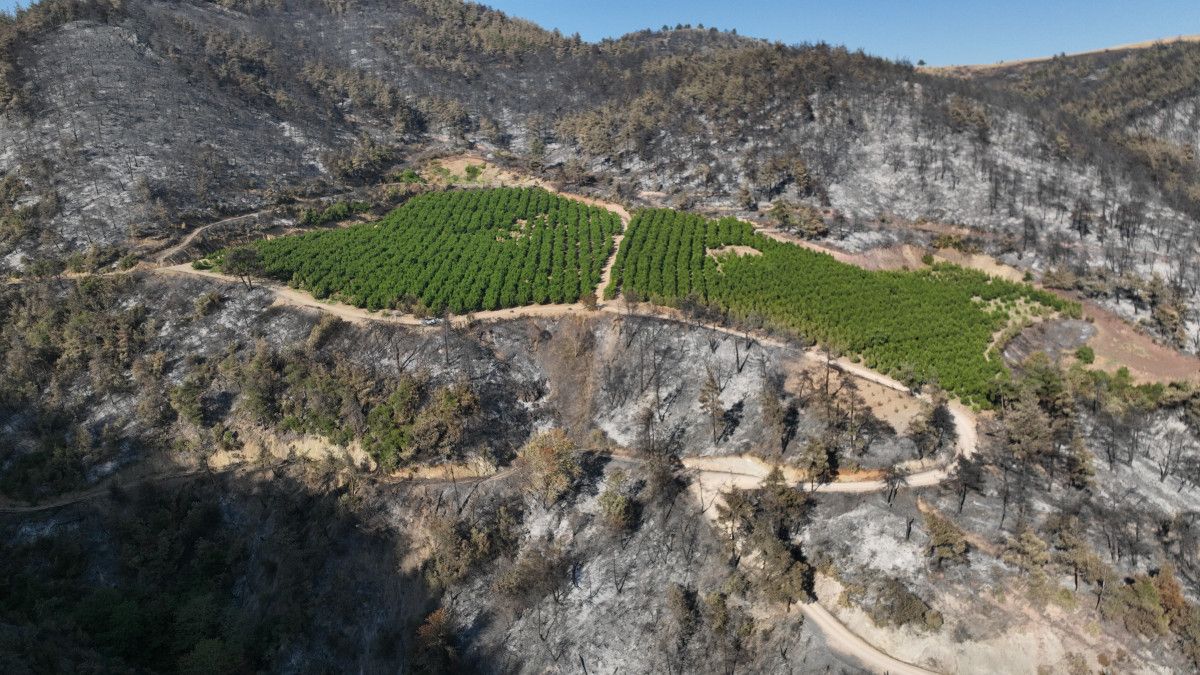 turkiyenin cigerlerini yakan yanginda mucize yemyesil kaldi 0