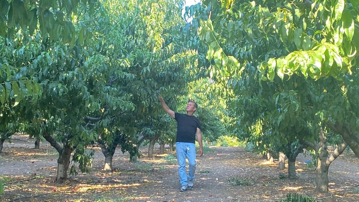 turkiyenin cigerlerini yakan yanginda mucize yemyesil kaldi 3 uFk1Ik5S