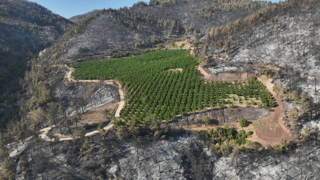turkiyenin cigerlerini yakan yanginda mucize yemyesil kaldi PjeYBfCu