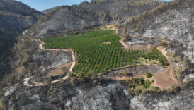 turkiyenin cigerlerini yakan yanginda mucize yemyesil kaldi PjeYBfCu